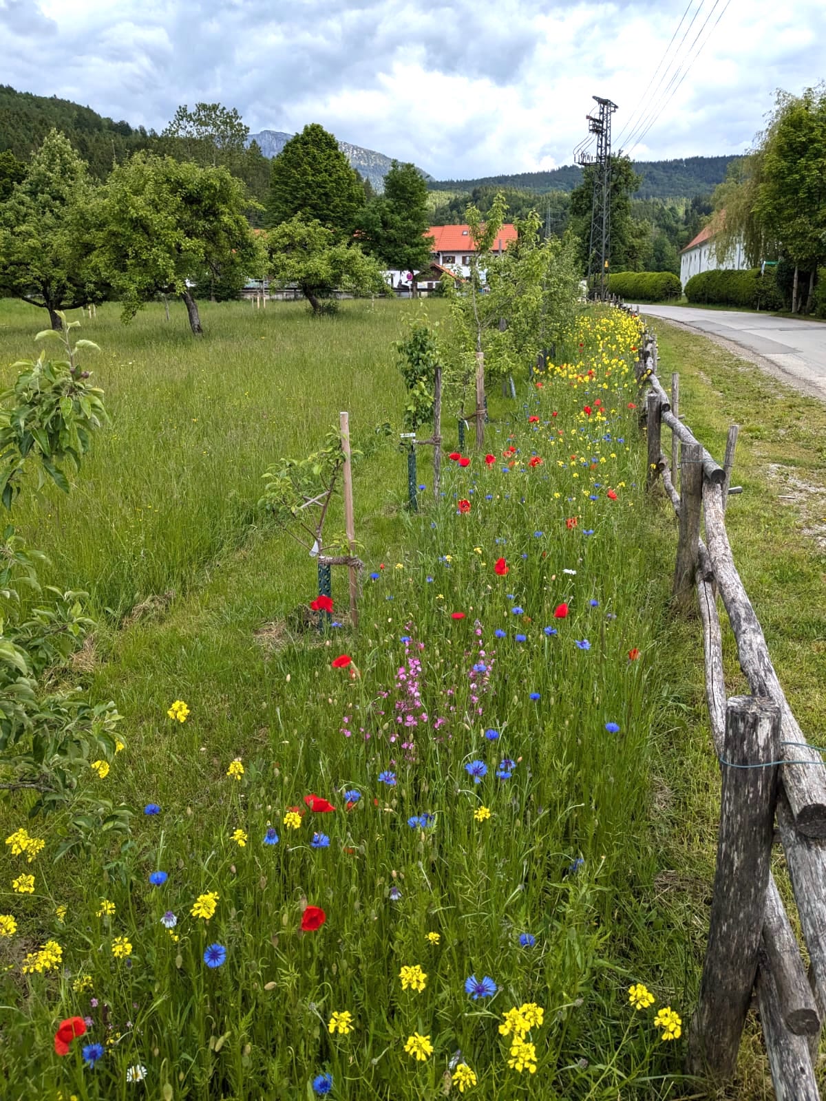 Blühsterifen
